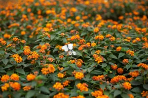 A serene image of a white butterfly resting amidst a field of blooming orange flowers, creating a vivid contrast. jigsaw puzzle