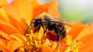 Macro shot of a bee collecting pollen from a vibrant orange flower, showcasing the beauty of nature. jigsaw puzzle