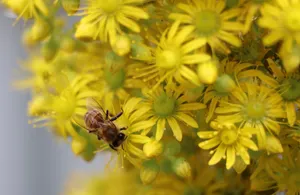 A macro shot of a honey bee pollinating vibrant yellow flowers, highlighting nature's beauty. jigsaw puzzle