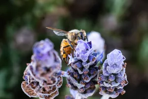 Macro shot of a honeybee collecting nectar from purple lavender blossoms. jigsaw puzzle
