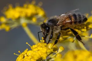 A detailed shot of a honeybee collecting pollen from a vibrant yellow flower. jigsaw puzzle
