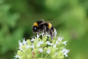 Detailed macro shot of a bumblebee pollinating white wildflowers in Dartford. jigsaw puzzle