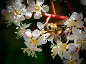 A close-up shot of a honeybee pollinating white blossoms, highlighting the beauty of nature. jigsaw puzzle