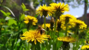 Close-up of a bee collecting nectar from a dandelion on a sunny day. jigsaw puzzle