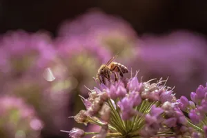 A honeybee actively pollinates purple flowers on a sunny day, highlighting nature's beauty. jigsaw puzzle