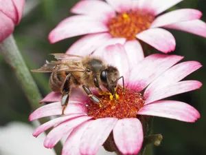 A macro shot of a bee gathering pollen from a vibrant pink flower, showcasing pollination in nature. jigsaw puzzle