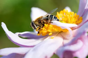 Macro shot of a bee gathering nectar from a vibrant flower. jigsaw puzzle
