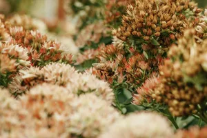 Detailed view of bees pollinating pink Sedum flowers, capturing nature's biodiversity in a garden during summer. jigsaw puzzle