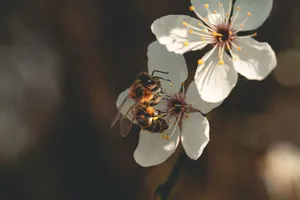 A honeybee on a white blossom during springtime, showcasing pollination. jigsaw puzzle