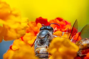 Macro shot of a honeybee on colorful orange and yellow flowers, capturing pollination in detail. jigsaw puzzle