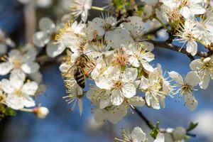 A detailed close-up of a bee pollinating white spring blossoms under the sunlight. jigsaw puzzle