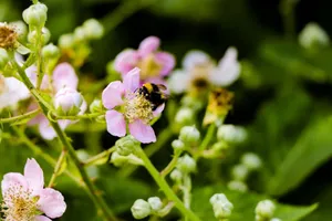 Close-up of a bumblebee on pink flowers, showcasing nature's beauty and pollination. jigsaw puzzle