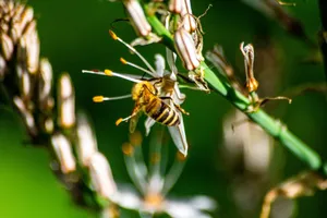 Detailed shot of a honey bee collecting pollen from a flower in nature. jigsaw puzzle