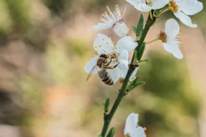 A close-up of a honeybee pollinating a white blossom, showcasing the beauty of spring and nature. jigsaw puzzle