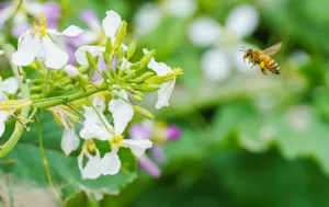 Honeybee approaching white flowers to pollinate in vivid summer garden. jigsaw puzzle
