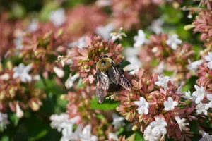 Close-up of a carpenter bee collecting nectar from vibrant pink and white flowers in a spring garden. jigsaw puzzle