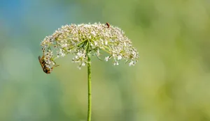Macro shot of a bee on a delicate umbel wildflower in Bursa, Türkiye. jigsaw puzzle
