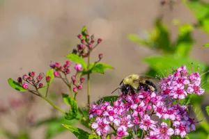 A bee pollinates vibrant pink flowers on a sunny day in Rouyn-Noranda, Québec, Canada. jigsaw puzzle