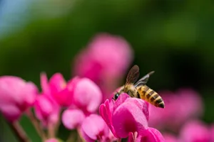 A close-up of a honeybee collecting pollen from vibrant pink flowers in a Jakarta garden. jigsaw puzzle