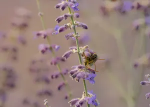 A bee collecting pollen from purple Russian sage flowers in Wenatchee, Washington. jigsaw puzzle