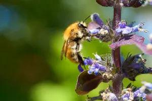 A bumblebee gathers nectar from vibrant purple flowers on a sunny day. jigsaw puzzle