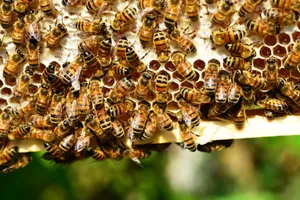 Detailed close-up of honey bees in action on a vivid honeycomb, showcasing nature's beauty. jigsaw puzzle