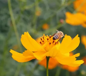 A honeybee pollinating an orange cosmos flower in a sunny garden in Chiang Mai, Thailand. jigsaw puzzle