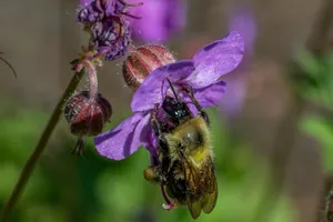 Macro shot of a bee pollinating vibrant purple flowers, showcasing nature's beauty in Rouyn-Noranda. jigsaw puzzle