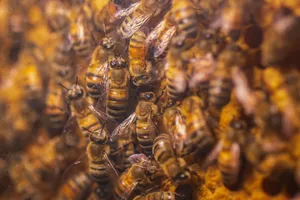 Macro shot of bees swarming on a honeycomb, showcasing natural beekeeping activity. jigsaw puzzle