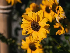 Sunflower with a bee in Thailand capturing nature's beauty up close. jigsaw puzzle