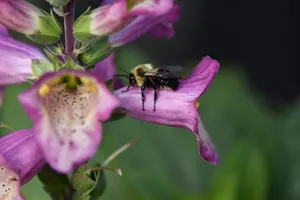 Close-up of a bee pollinating vibrant purple foxglove flowers, capturing nature's beauty in detail. jigsaw puzzle
