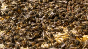 A busy swarm of honey bees working on a honeycomb in Tezpur, Assam, depicting teamwork and natural biodiversity. jigsaw puzzle