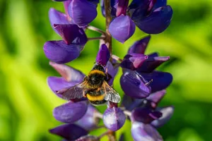 A detailed macro shot of a bumblebee collecting pollen from a vibrant purple lupine flower outdoors. jigsaw puzzle