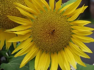Bright yellow sunflower with a bee collecting nectar in Sydney garden. jigsaw puzzle