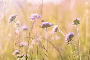 Purple wildflowers with bees in a sunlit meadow, showcasing natural beauty. jigsaw puzzle