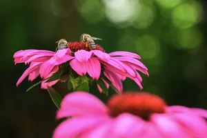 Two bees on a vibrant pink coneflower, showcasing pollination amidst lush greenery. jigsaw puzzle