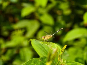 Detailed image of a dragonfly perched on a green leaf with blurred greenery in the background. jigsaw puzzle