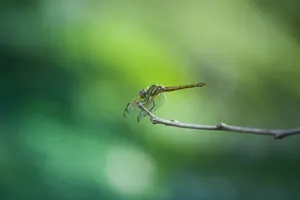 A detailed image of a dragonfly perched on a twig with a blurred green background, showcasing insect details. jigsaw puzzle