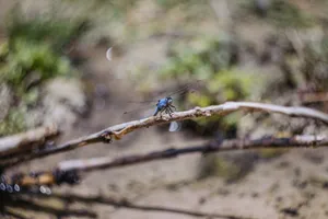 Close-up of a blue dragonfly resting on a twig in a natural setting. jigsaw puzzle