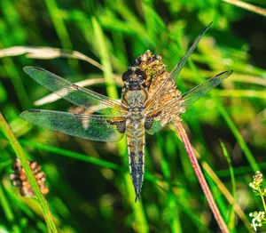 Detailed image of a dragonfly resting on a green grass blade during a sunny day. jigsaw puzzle
