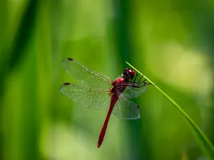 Stunning close-up of a red dragonfly perched on a leaf against a green background. jigsaw puzzle