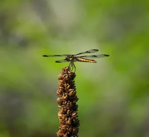 A vibrant dragonfly perched on a plant against a soft green background. jigsaw puzzle