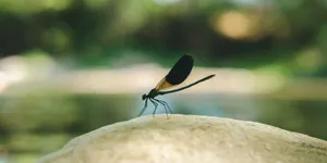 Macro shot of a dragonfly resting on a rock by a pond in Aydın, Türkiye. jigsaw puzzle