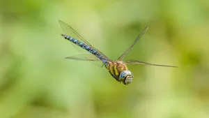 Detailed image of a dragonfly flying against a green blurred background. jigsaw puzzle