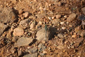 A close-up of a dragonfly resting on rocky terrain, showcasing detailed textures. jigsaw puzzle