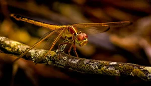 Detailed macro shot of a colorful dragonfly perched on a textured branch. jigsaw puzzle