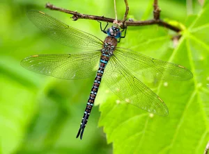 Detailed image of a dragonfly perched on a leaf, showcasing its vibrant colors and delicate wings. jigsaw puzzle