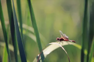 Close-up of a red dragonfly resting on a leaf in a sunny field. jigsaw puzzle