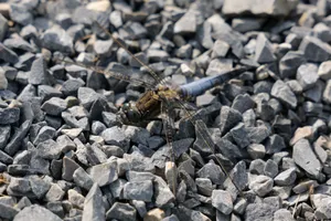 Close-up of a dragonfly on pebbles in Kaniška Iva, Croatia, showcasing nature's wildlife. jigsaw puzzle