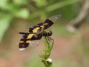 Detailed close-up of a vibrant dragonfly perched on a leaf in Gampaha, Sri Lanka. jigsaw puzzle